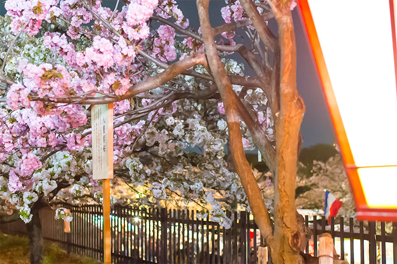 Yaemurasakizakura, a kind of Cherry tree, in pathways lined with cherry trees of the Mint Bureau