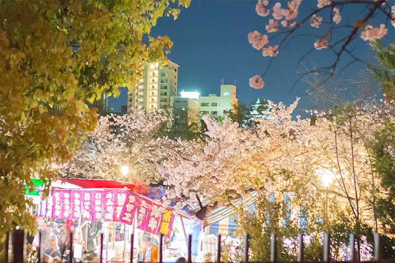Cherry trees, Osaka Castle and Booths in pathways lined with cherry trees of the Mint Bureau 