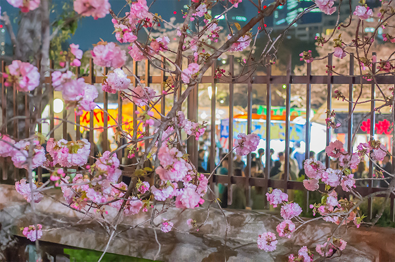 Cherry trees and Booths in pathways lined with cherry trees of the Mint Bureau