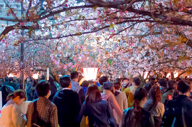 Cherry trees and Crowd in pathways lined with cherry trees of the Mint Bureau