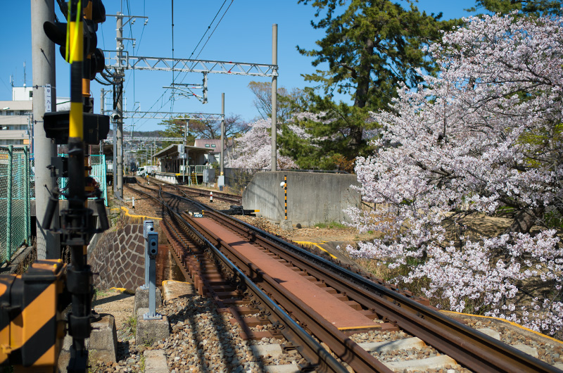 Cherry trees and Hankyu Kurakuenguchi Station