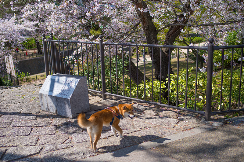 Shiba Inu’s Amo-san with Monument for selected as one of the hundred best Cherry sites