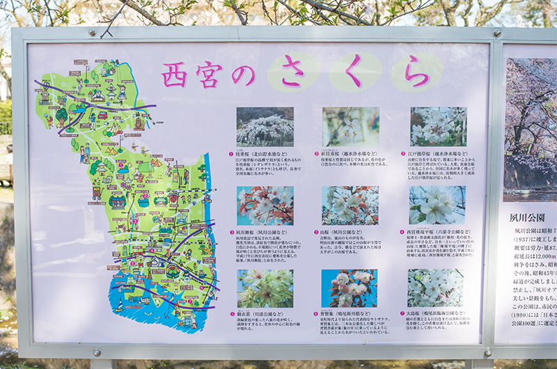 Nishinomiya map and Signboard about Cherry blossoms