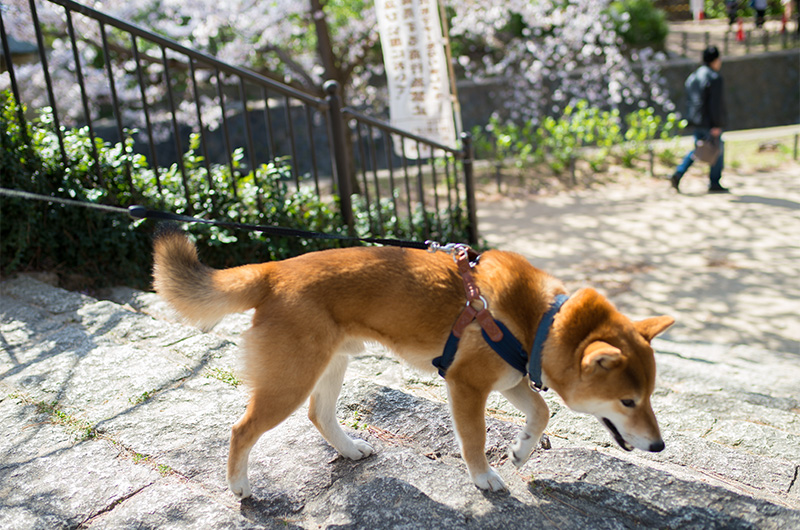 Shiba Inu’s Amo-san enjoyed Cheery Blossoms in Shukugawa Park