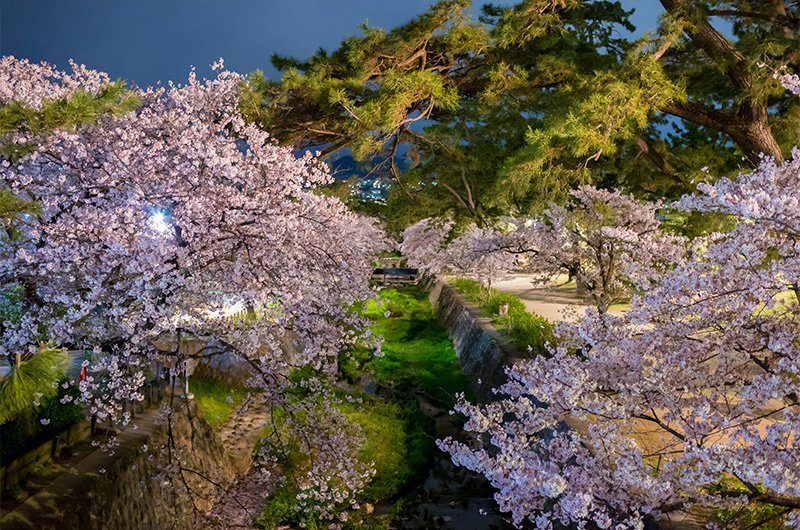 Cheery trees photo from Kurakuenguchi Bridge on Shuku River at night