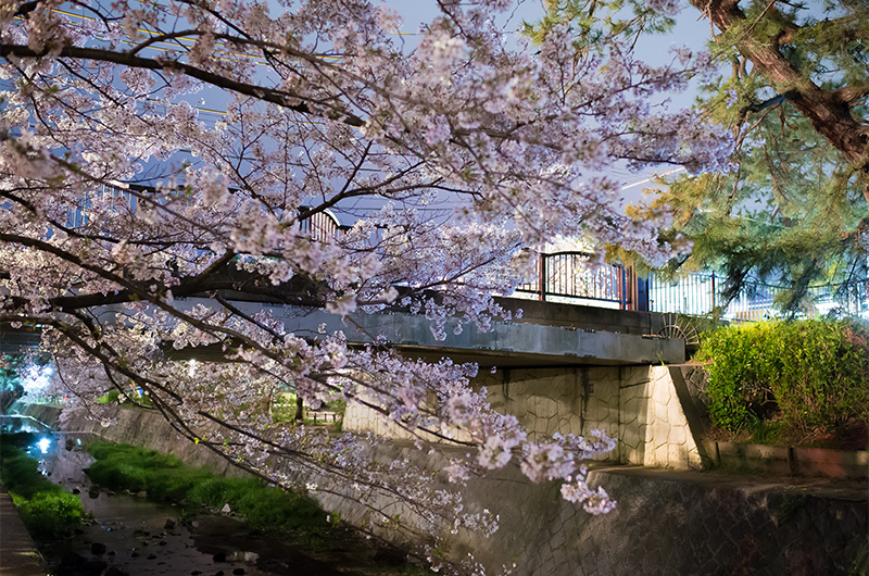 Cheery trees photo along riverbed of Shuku River at night