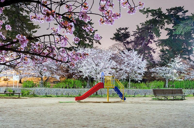 Cheery trees photo from west side of Shuku River near kurakuenguchi Station at night