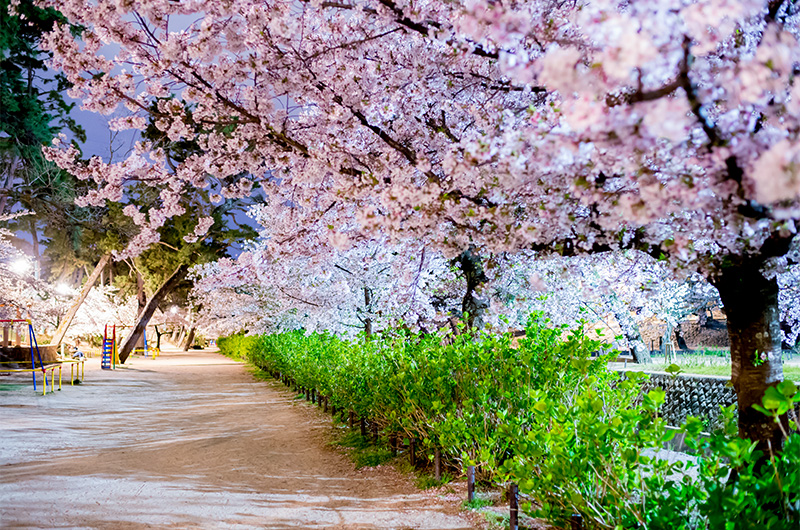 Cheery trees photo from southeast side on Kurakuenguchi Bridge at night