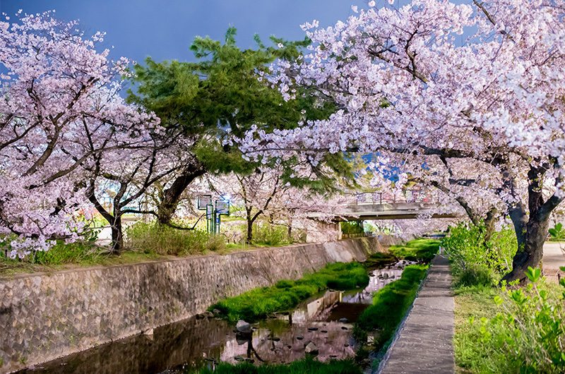 Cheery trees photo from southeast side on Kurakuenguchi Bridge at night