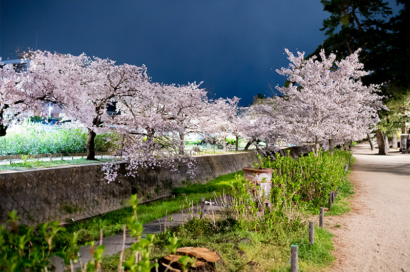 Cheery trees photo from northeast side on Kurakuenguchi Bridge at night