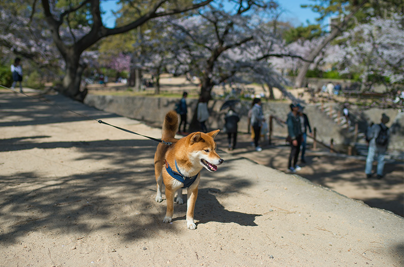 Shiba Inu’s Amo-san walking along Shukugawa Riverbed Greenlands