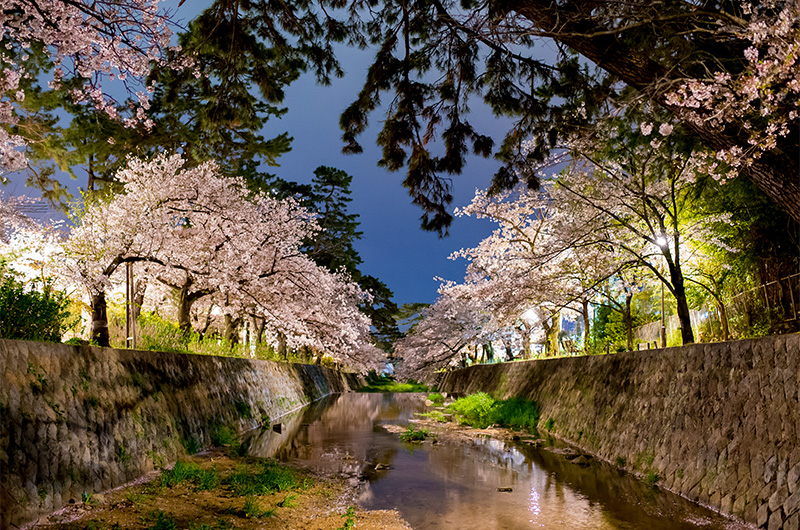 Beautiful Cheery trees at Shukugawa Park at night