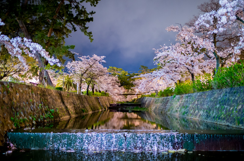 Beautiful Cheery trees at Shukugawa Riverbed Greenlands at night