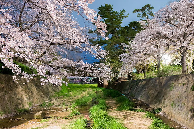 Beautiful Cheery trees at Shukugawa Park at night