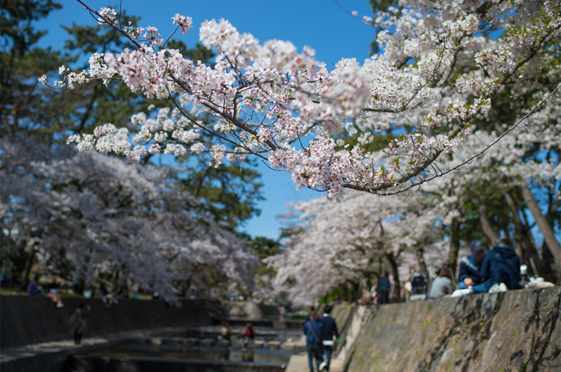 Cherry trees along Shuku River