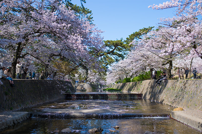 Wonderful Cherry blossoms along Shuku River