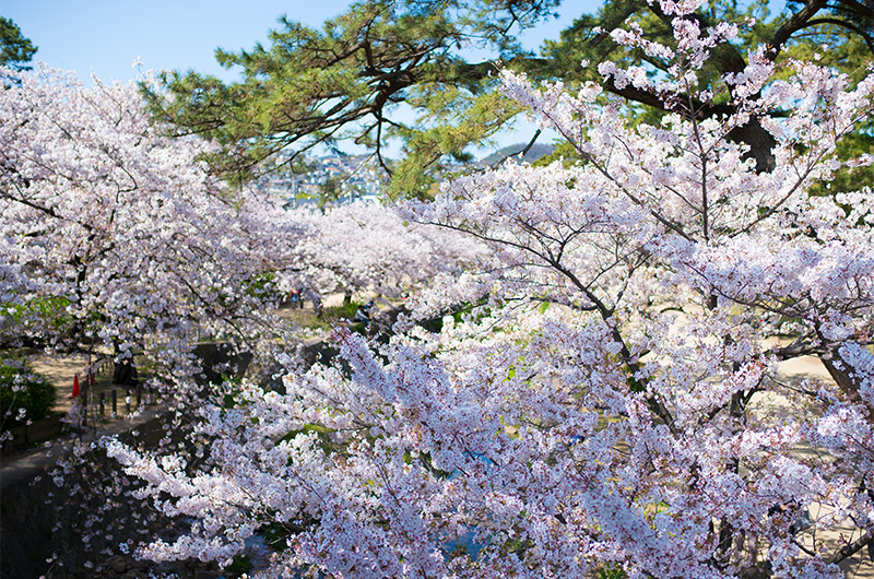 Many Cherry trees looking from Kurakuenguchi Bridge