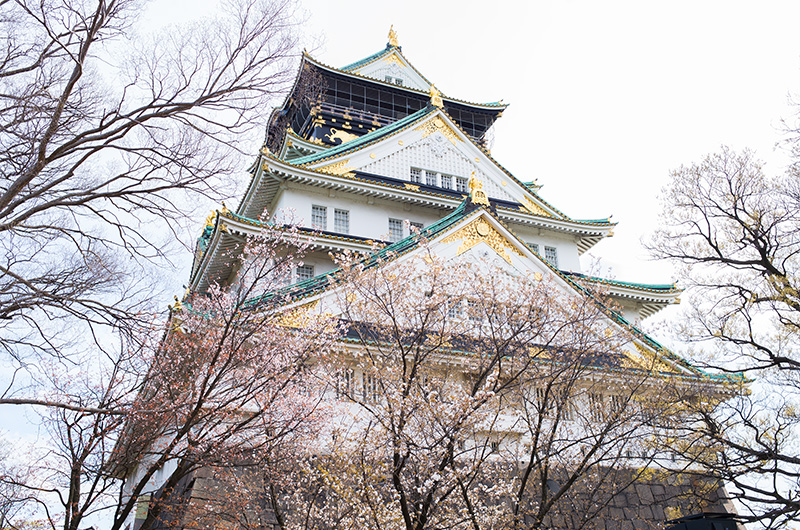 Cheery trees and Tenshu, summit of Osaka Castle, looking from Norheast side