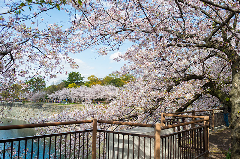 Lots of Cherry trees around south moat in Osaka Castle Park