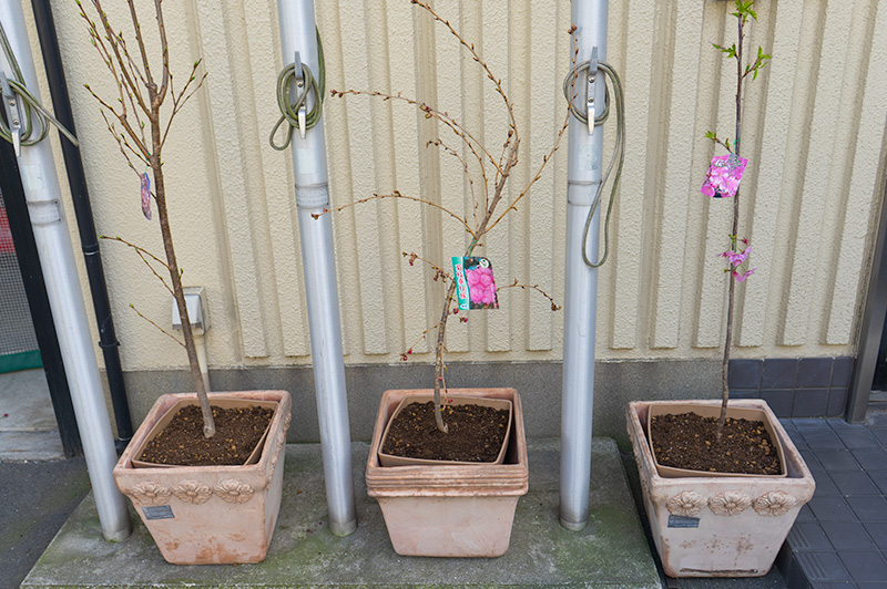 Three cherries in the pots