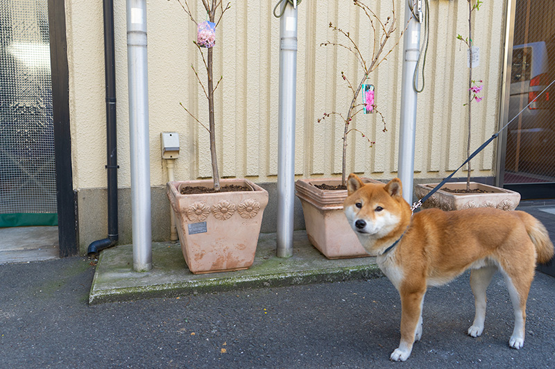 Shiba Inu’s Amo-san and three cherries in the pots