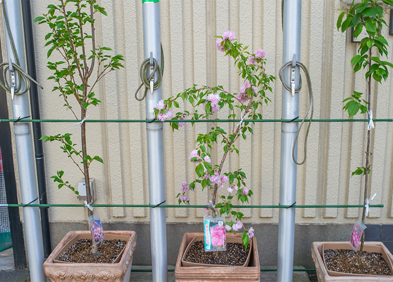 Flower of Kikushidare and young leaves of Someiyoshino and Yoko