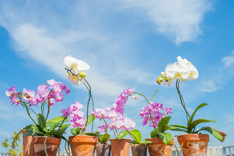 Wonderful orchids at the rooftop of our office, Ditech Ltd.