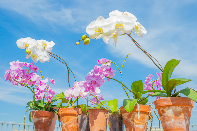 Wonderful orchids at the rooftop of our office, Ditech Ltd.