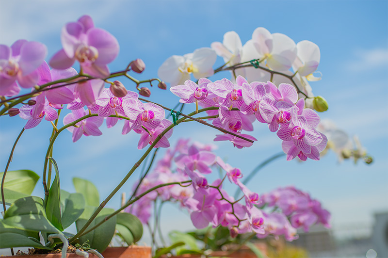Wonderful orchids at the rooftop of our office, Ditech Ltd.