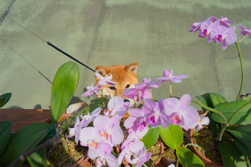 Shiba Inu’s Amo-san and Orchids