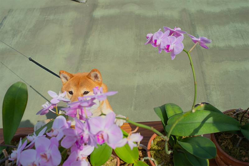 Shiba Inu’s Amo-san and Orchids