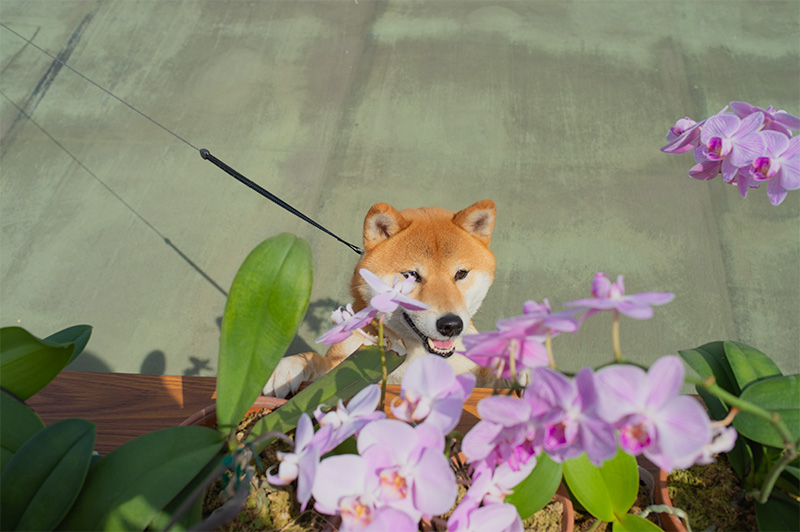 Shiba Inu’s Amo-san and Orchids