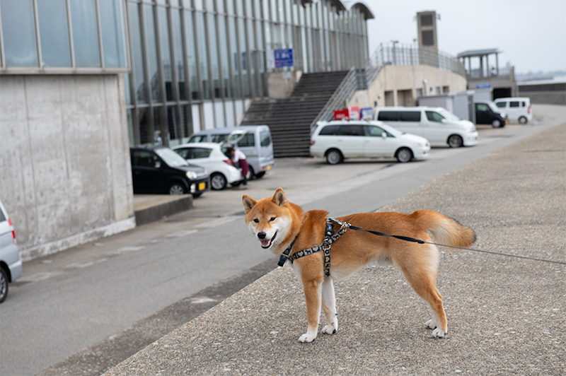 Shiba Inu’s Amo-san in front of Firefly Squid Museum in Namerikawa city, Toyama Prefecture