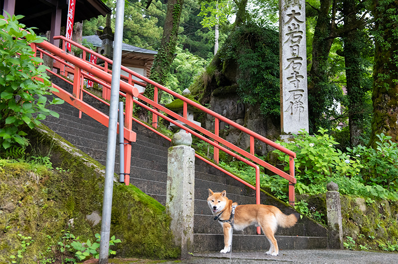 Shiba Inu’s Amo-san in Ohiwasan Nissekiji