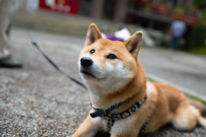 Shiba Inu’s Amo-san in Ohiwasan Nissekiji