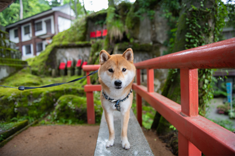 Shiba Inu’s Amo-san in Ohiwasan Nissekiji