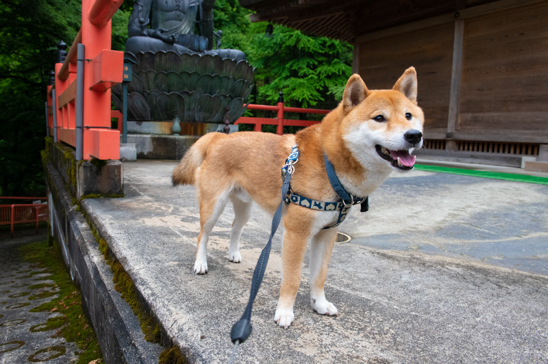 Shiba Inu’s Amo-san in Ohiwasan Nissekiji