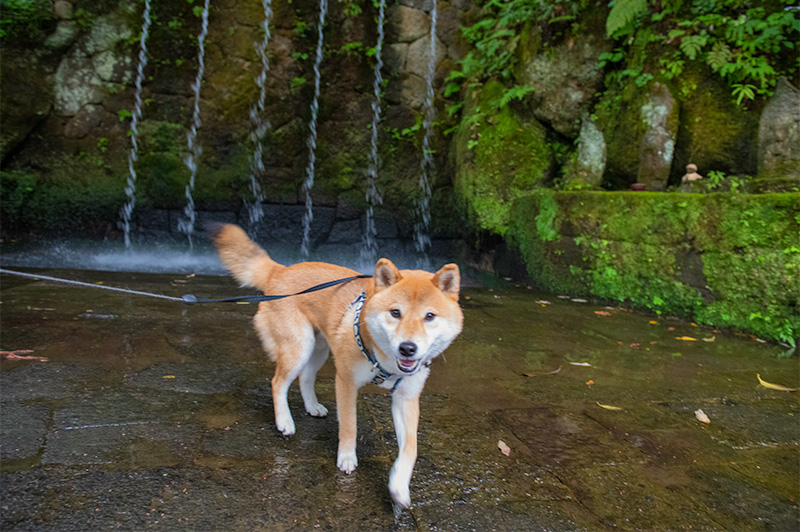 Shiba Inu’s Amo-san in front of Six falls in Ohiwasan Nissekiji