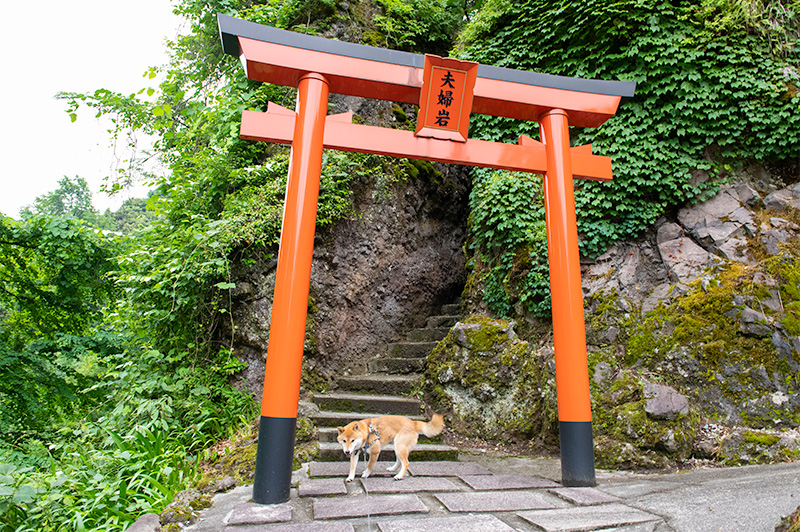 Shiba Inu’s Amo-san in front of Meoto Iwa in Ohiwasan Nissekiji