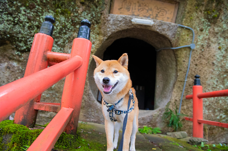 Shiba Inu’s Amo-san in front of Akakukutsu in Ohiwasan Nissekiji