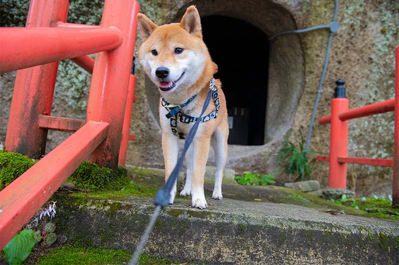 Shiba Inu’s Amo-san in front of Akakukutsu in Ohiwasan Nissekiji