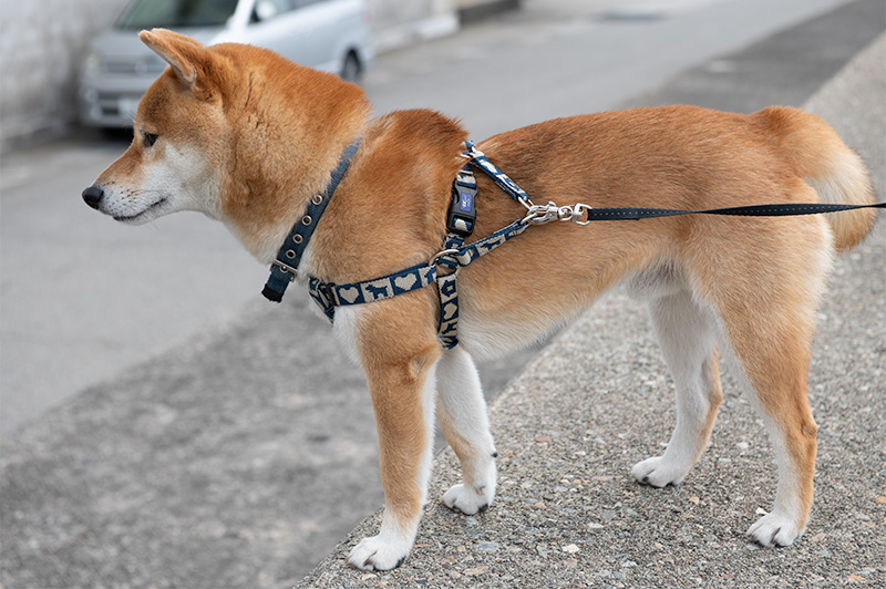 Shiba Inu’s Amo-san in front of Firefly Squid Museum in Namerikawa city, Toyama Prefecture