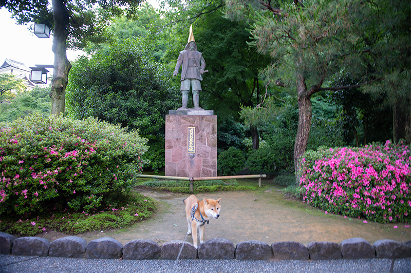 Shba Inu’s Amo-san and Statue of Toshiie Maeda
