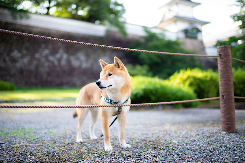 Shiba Inu’s Amo-san walking around the remains of Kanazawa Castle