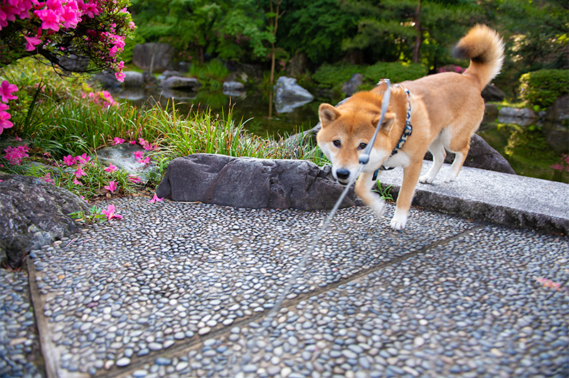 Shiba Inu’s Amo-san walking around the remains of Kanazawa Castle