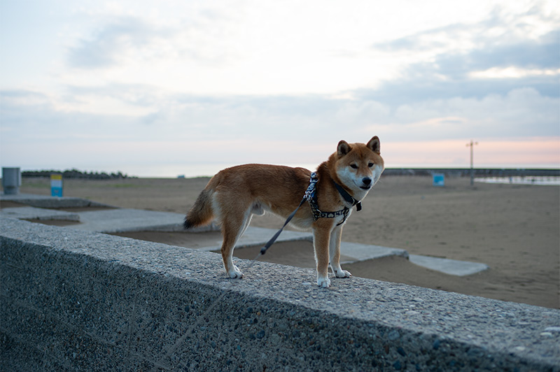 Shiba Inu’s Amo-san with sunset in the background at Tokumitsu Coast in Ishikawa Prefecture