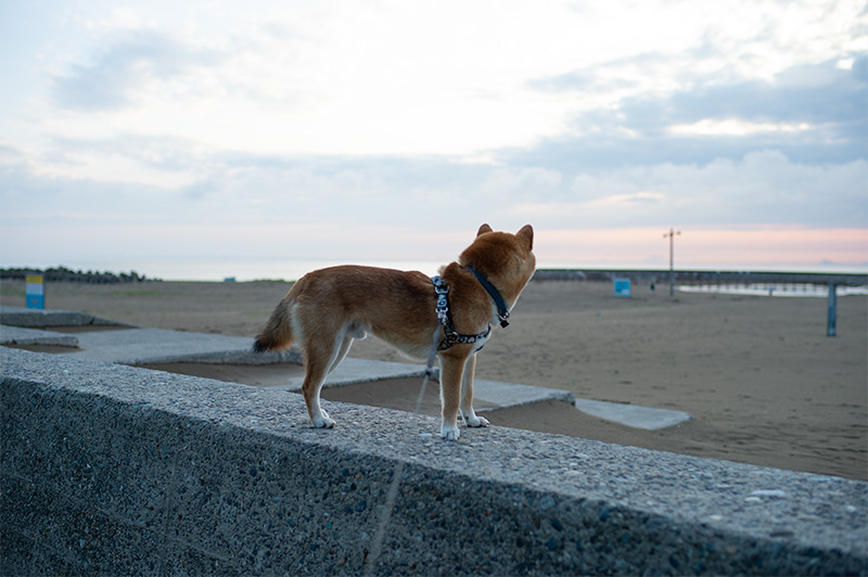 Shiba Inu’s Amo-san with sunset in the background at Tokumitsu Coast in Ishikawa Prefecture