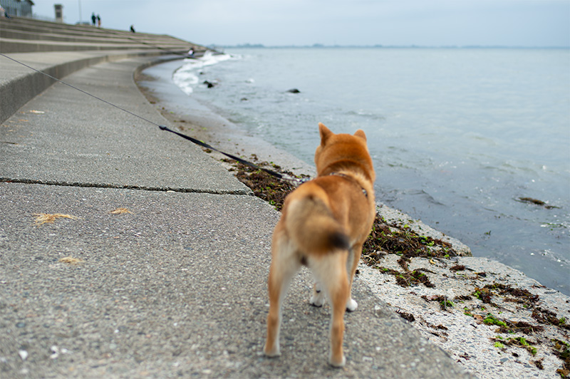 Shiba Inu’s Amo-san at the bank of Toyama gulf