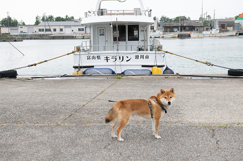 Shiba Inu’s Amo-san in front of Kirarin boat, pleasure boat for watching firefly squid, in Namerikawa port