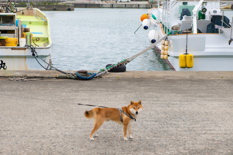 Shiba Inu’s Amo-san at Namerikawa port